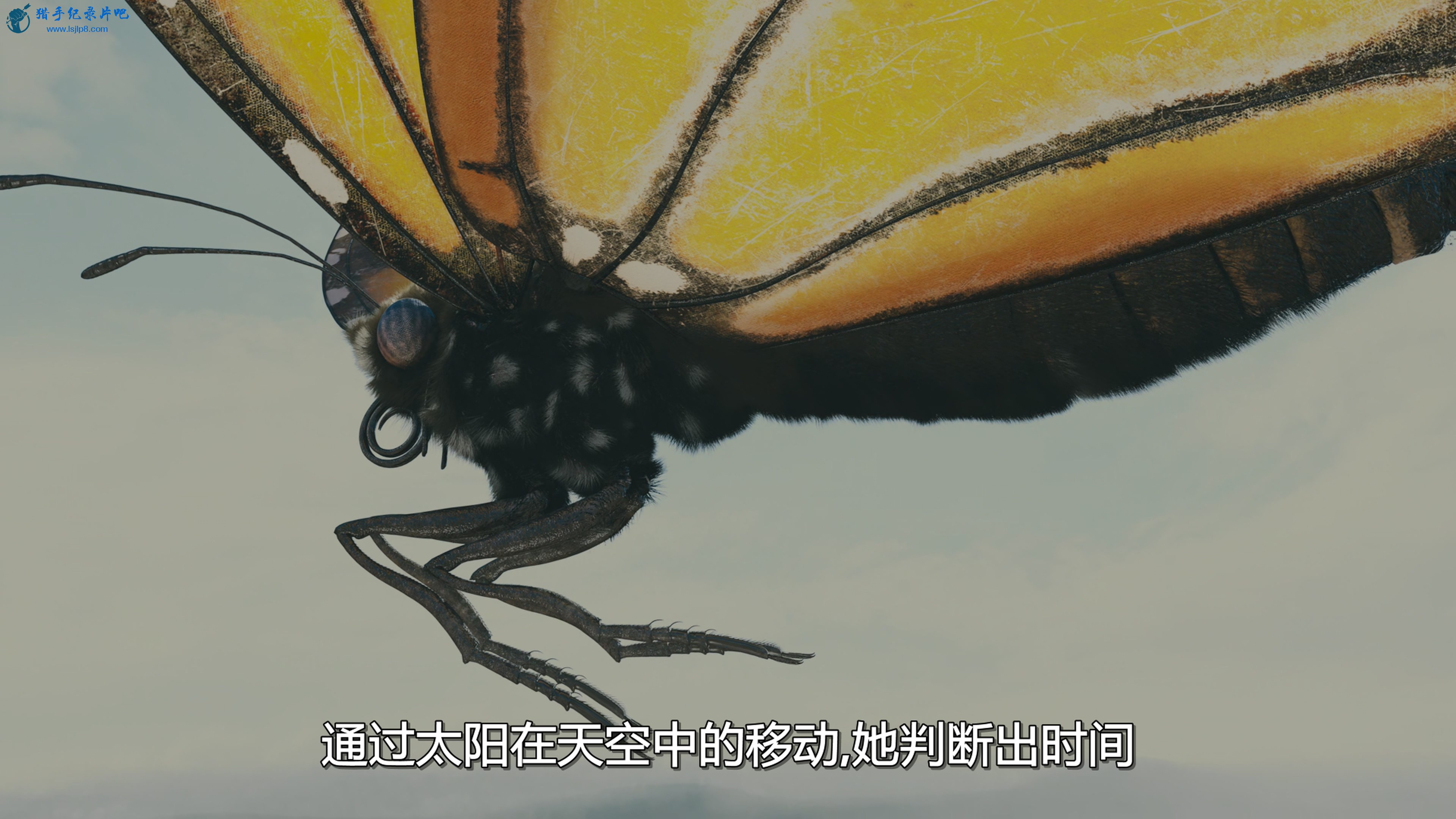 [Ǩ].Flight.of.the.Butterflies.2012.UHD.2160P.x265.10bit.HDR.English.A.jpg