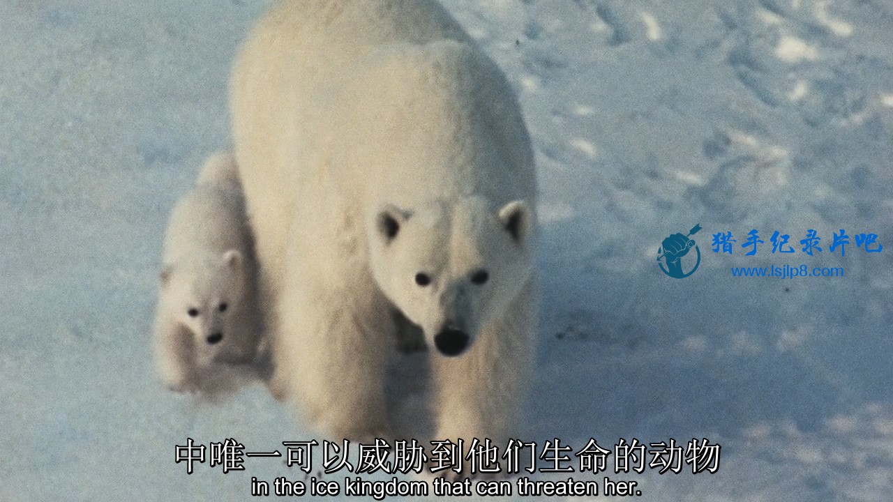 Arctic.Tale.2007.Blu-ray.720p.AC3.x264-CHD.mkv_20191016_094321.603.jpg