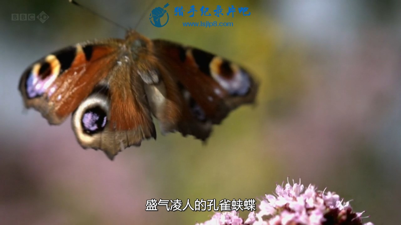 BBC.Natural.World.2010.Butterflies.A.Very.British.Obsession.HDTV.x264.AC3.MVGrou.jpg