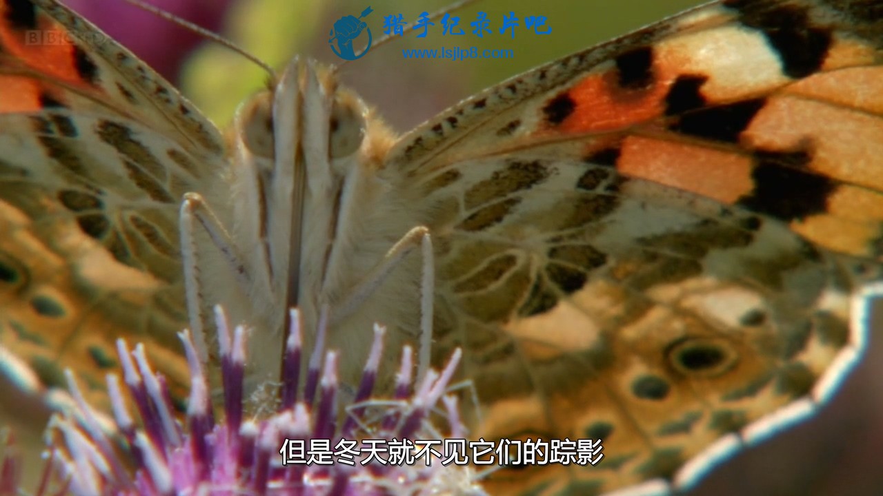 BBC.Natural.World.2010.Butterflies.A.Very.British.Obsession.HDTV.x264.AC3.MVGrou.jpg