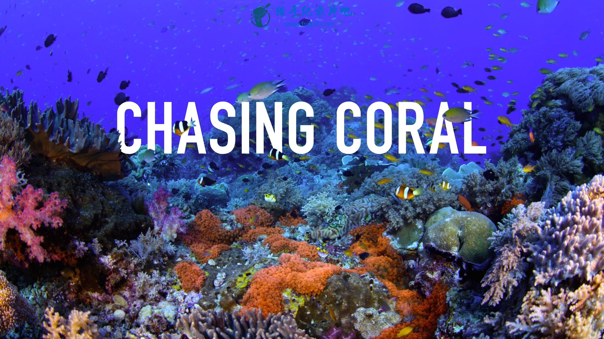 chasing.coral.2017.1080p.webrip.x264-gh7jkb6.mkv_20200221_124113.066.jpg