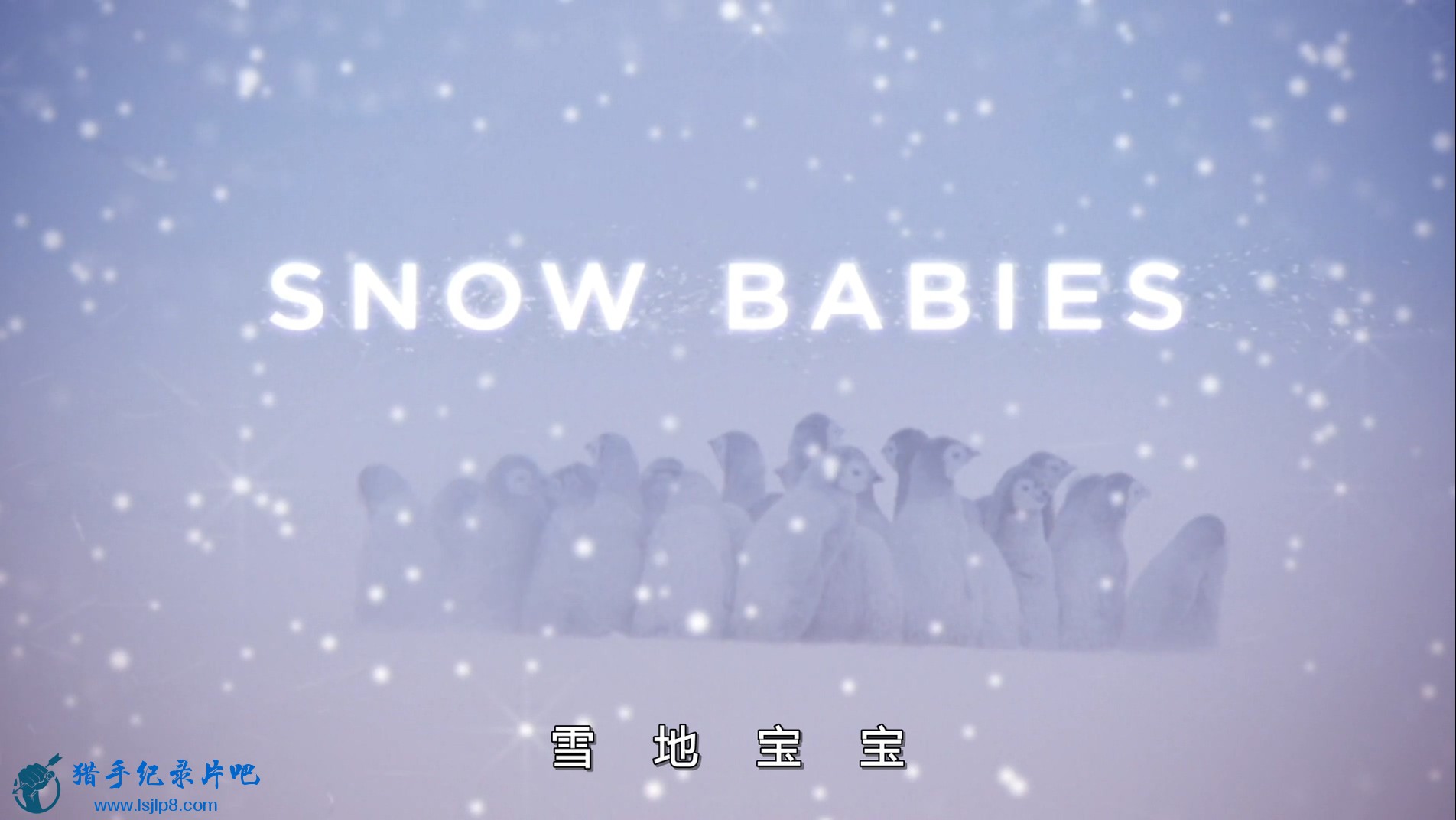 BBC.Snow.Babies.1080p.BluRay.x264.mkv_20200224_103442.567.jpg