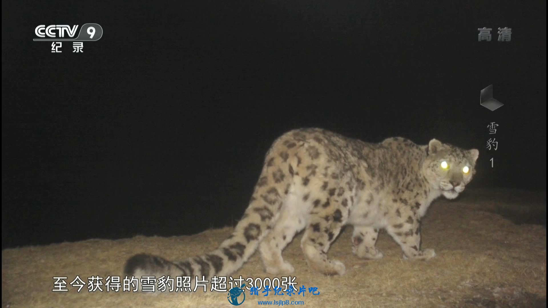 20151126_CCTV-9_Time-Snow.Leopard.EP01-jlp.ts_20200304_120804.546.jpg