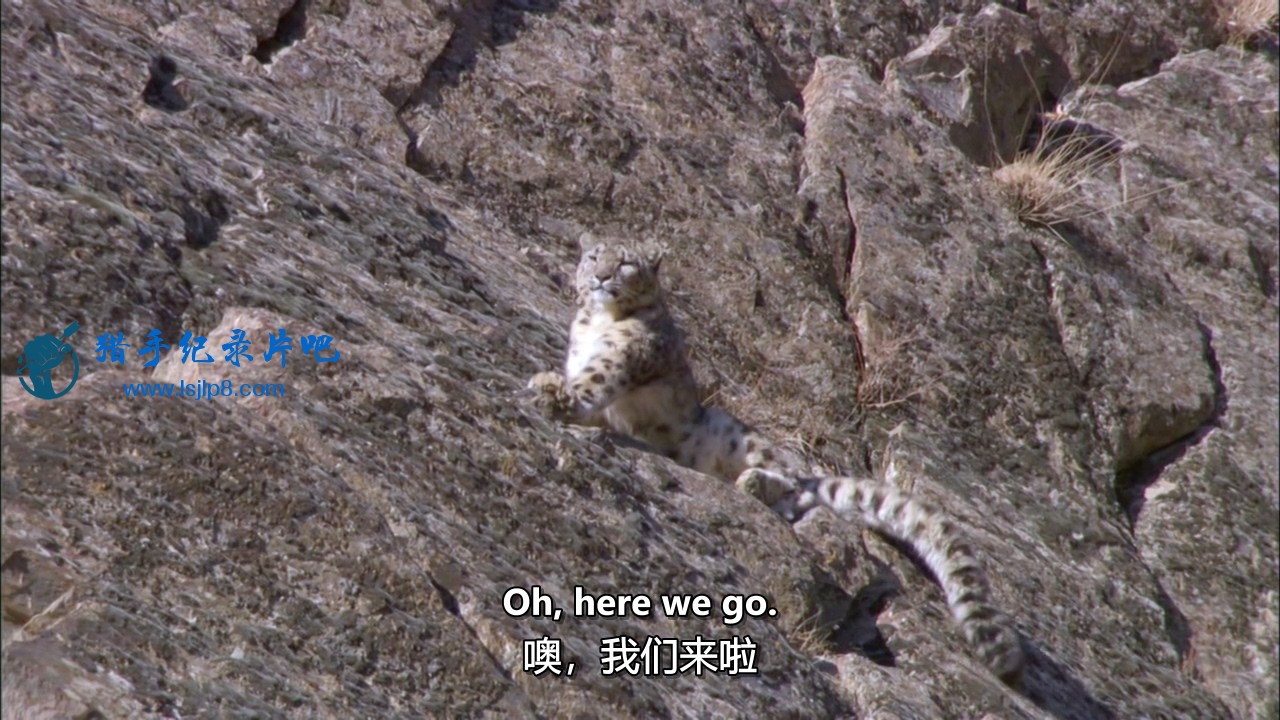 [ǵر ѩ][Planet Earth Bonus Snow Leopard Beyond the Myth][ӢĻ].jpg