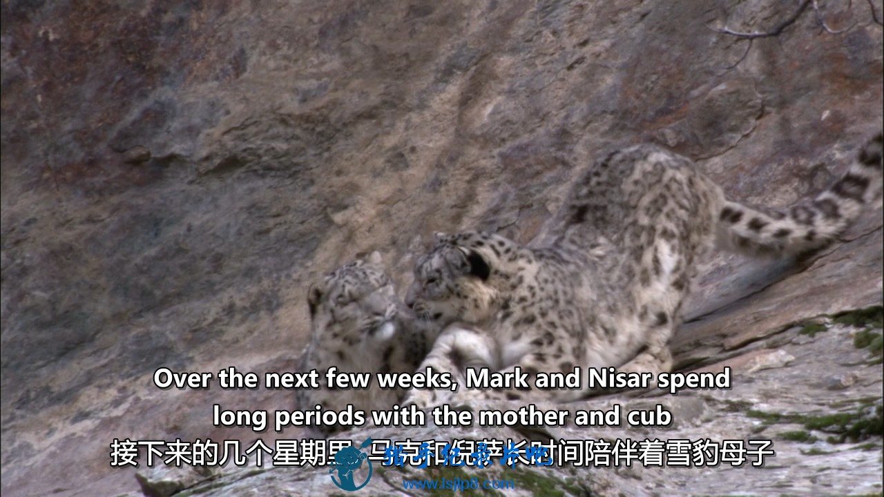 [ǵر ѩ][Planet Earth Bonus Snow Leopard Beyond the Myth][ӢĻ].jpg