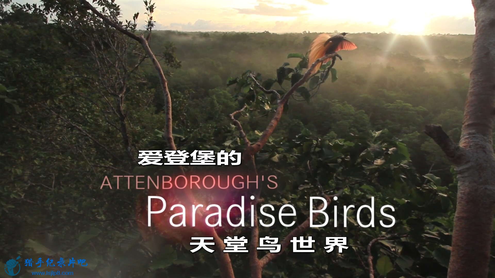 Attenboroughs.Paradise.Birds(2015,HDTVRip1080p).mkv_20200510_162001.754_ͼ.jpg