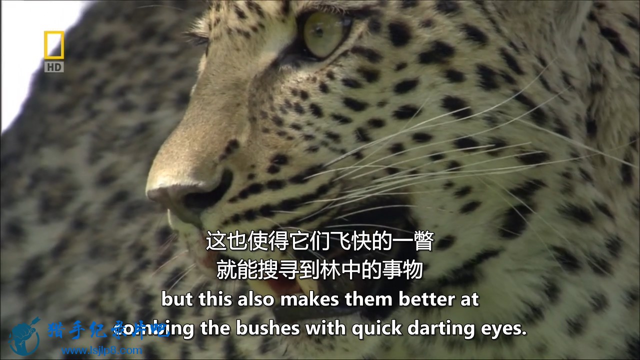 ҵ.۾National.Geographic.Eye.Of.The.Leopard.720p.HDTV.x264-DiCH..jpg