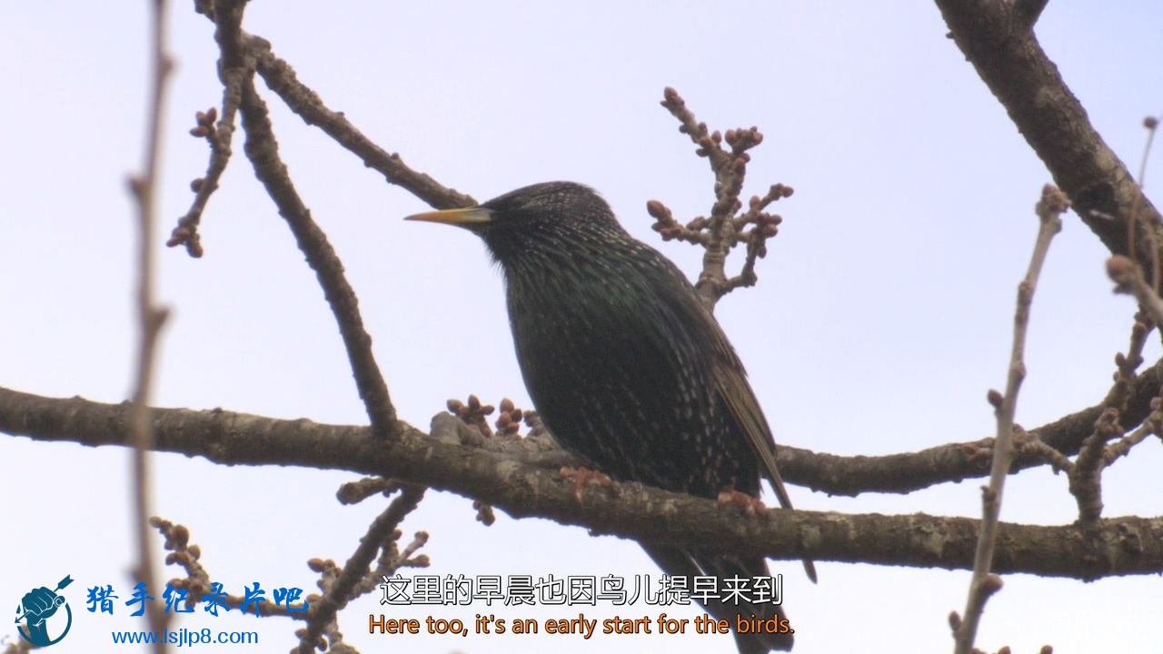 BBC.The.Secret.Life.of.Birds.EP01.Dawn.Chorus.2012.720p.BluRay.x264-WiKi.mkv_202.jpg