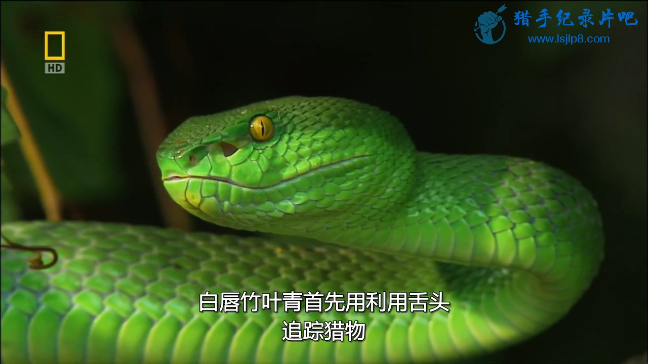 [ҵ..̫].National.Geographic.Deadly.Animals.Asia.Pacific.720.jpg