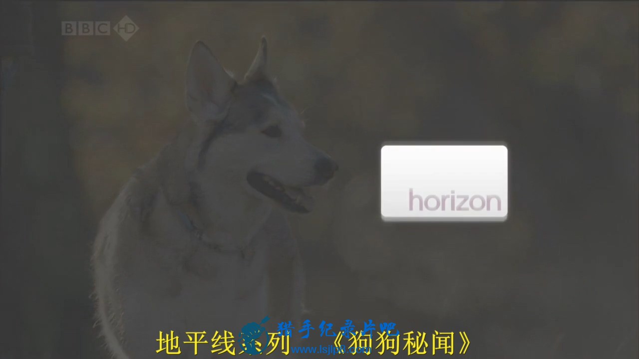 BBC.Horizon.2010.The.Secret.Life.of.the.Dog.HDTV.x264.AC3.MVGroup.org.mkv_202006.jpg