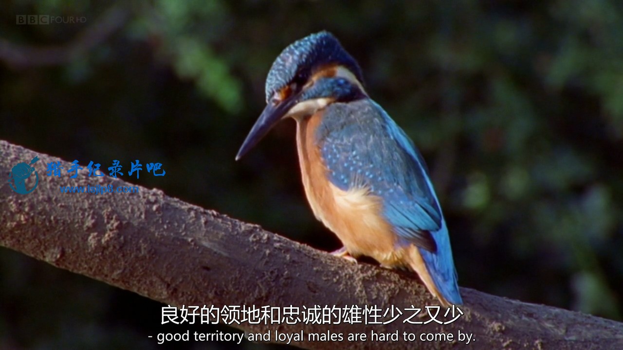 BBC.Natural.World.2002.My.Halcyon.River.720p.HDTV.x264.AAC.MVGroup.org.mkv_20200.jpg