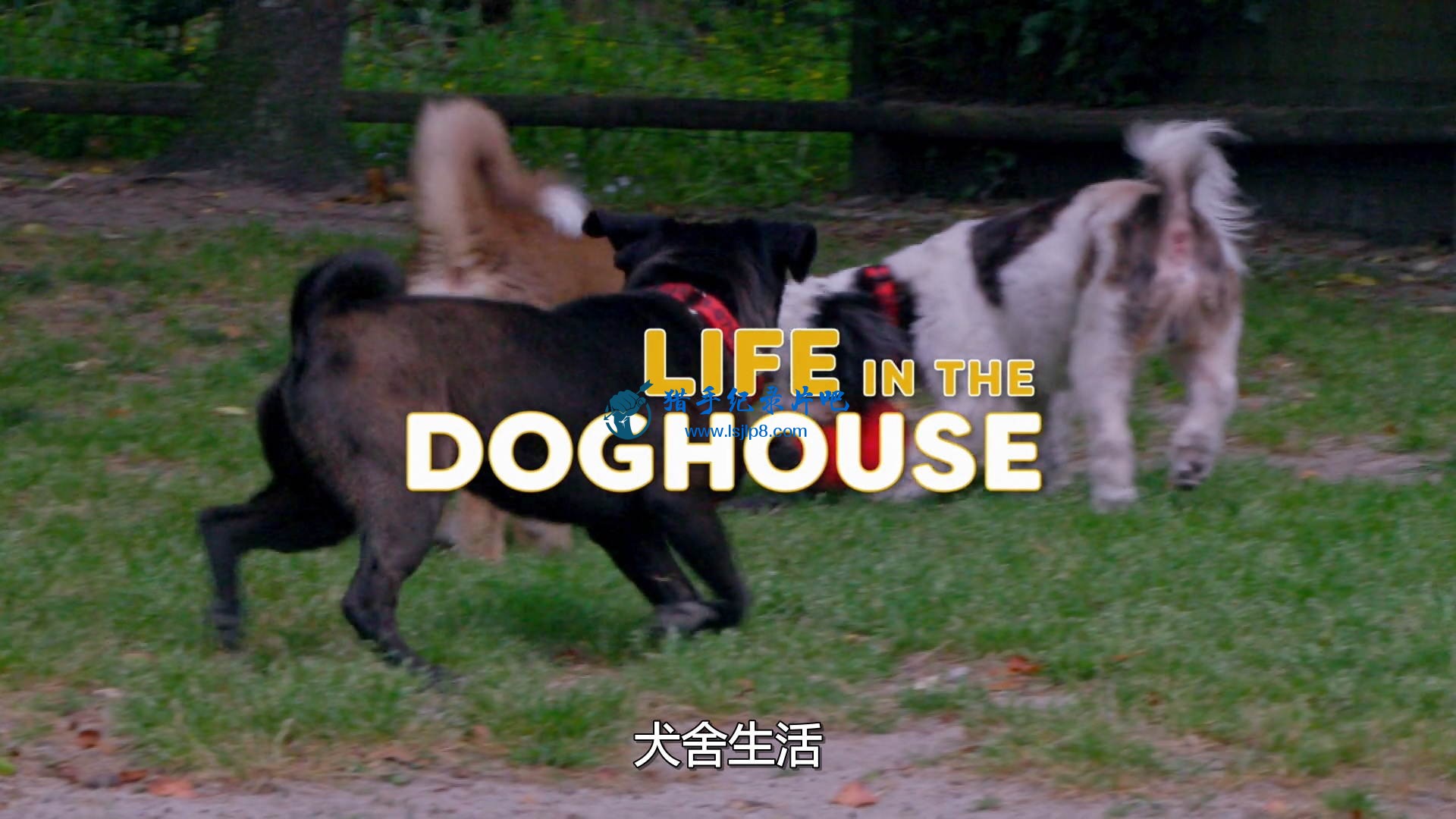 Life.in.The.Doghouse.2018.1080p.NF.WEB-DL.DDP5.1.x264-monkee.mkv_20200623_100549.jpg