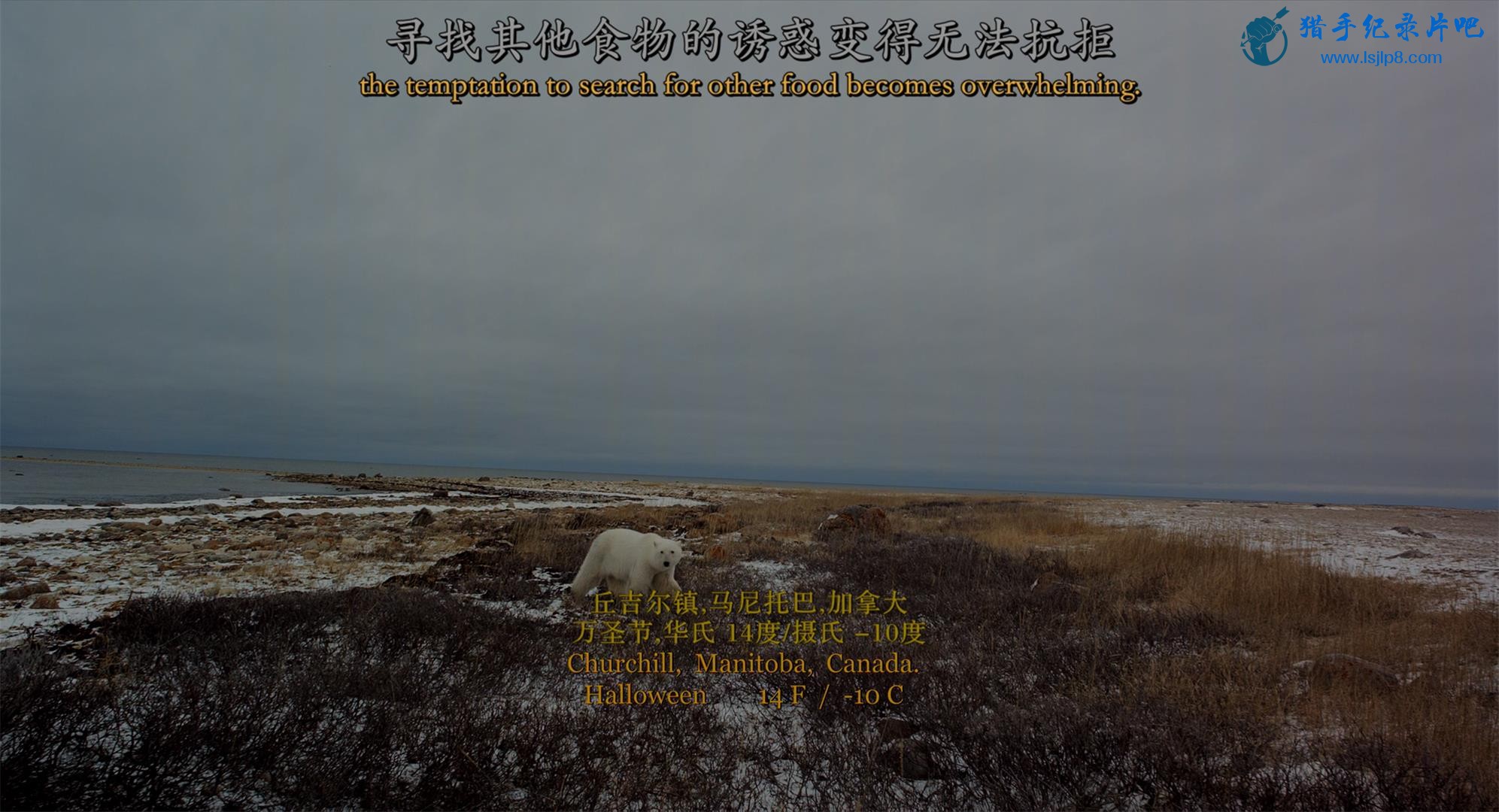 Wonders.of.the.Arctic.2014.2160p.UHD.BluRay.x265-WhiteRhino.mkv_20200704_100940.339(1).jpg