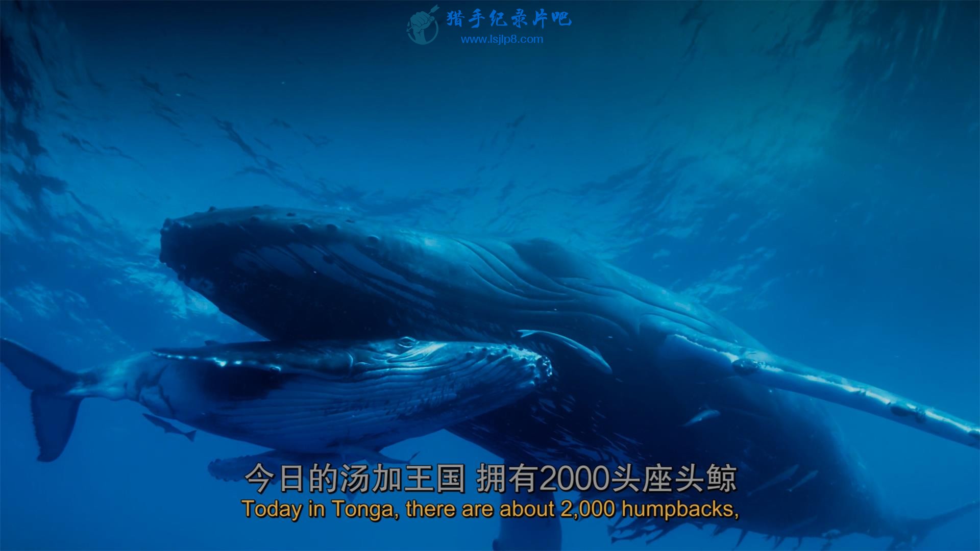 IMAX.Humpback.Whales.2015.2160p.UHD.HDR.BluRay.(x265 10bit DD5.1).mkv_20200706_1.jpg