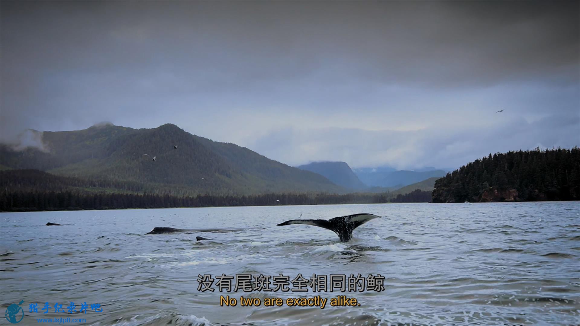 IMAX.Humpback.Whales.2015.2160p.UHD.HDR.BluRay.(x265 10bit DD5.1).mkv_20200706_1.jpg