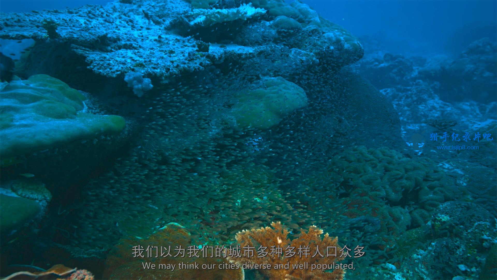 The.Last.Reef.2012.2160p.UHD.BluRay.x265-WhiteRhino.mkv_20200707_140619.144(1)_看图王.jpg