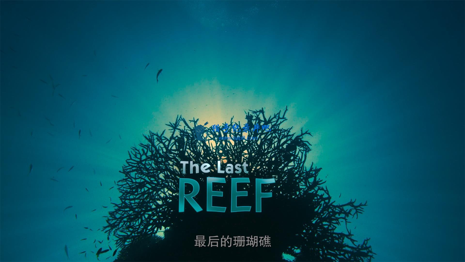 The.Last.Reef.2012.2160p.UHD.BluRay.x265-WhiteRhino.mkv_20200707_140543.336(1).jpg