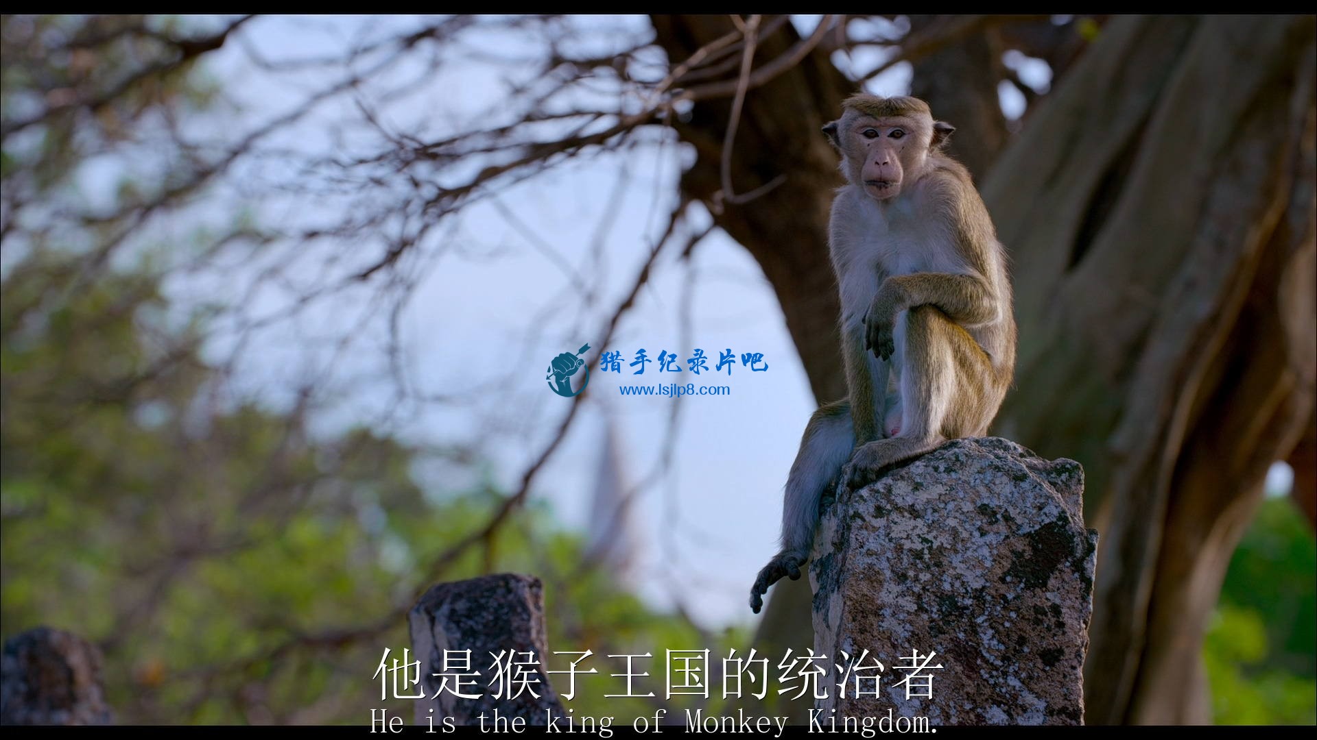 Monkey.Kingdom.2015.Bluray.1080p.DTS-HD.x264-Grym.mkv_20200709_081627.613_ͼ.jpg