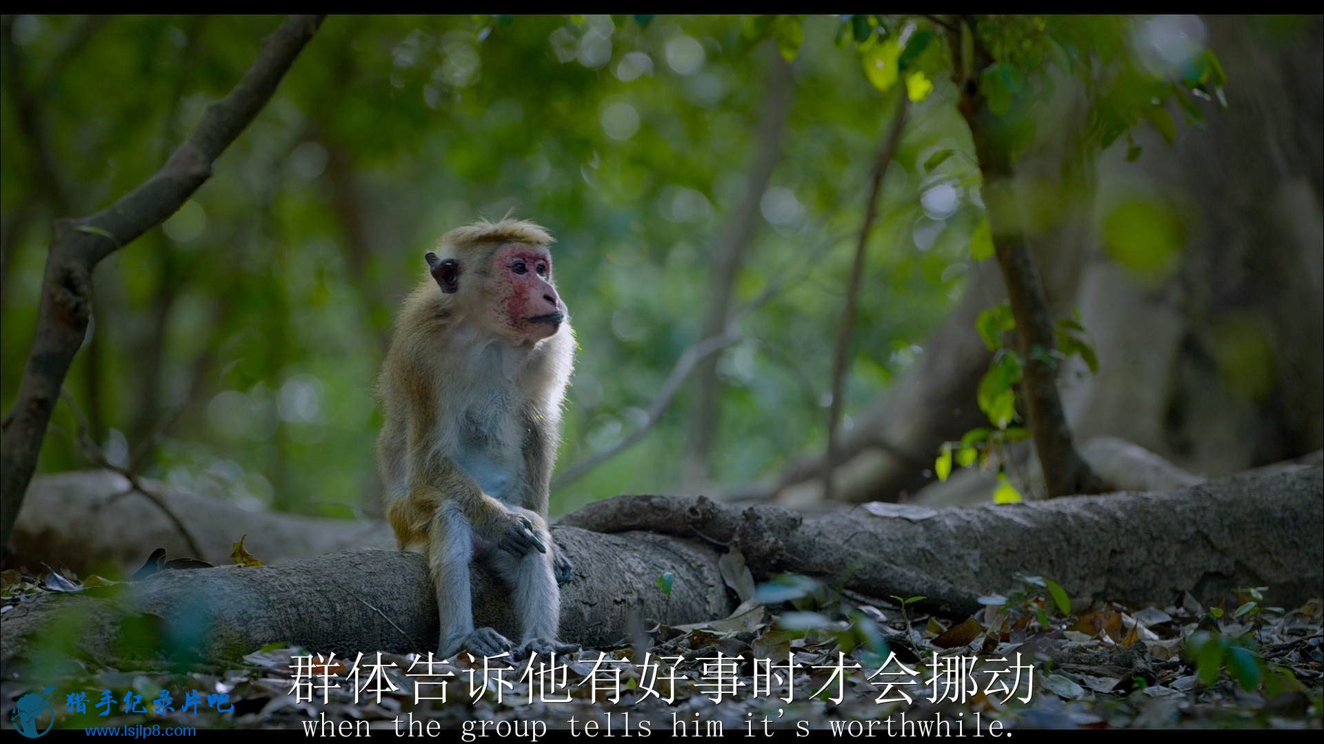 Monkey.Kingdom.2015.Bluray.1080p.DTS-HD.x264-Grym.mkv_20200709_081643.573_ͼ.jpg