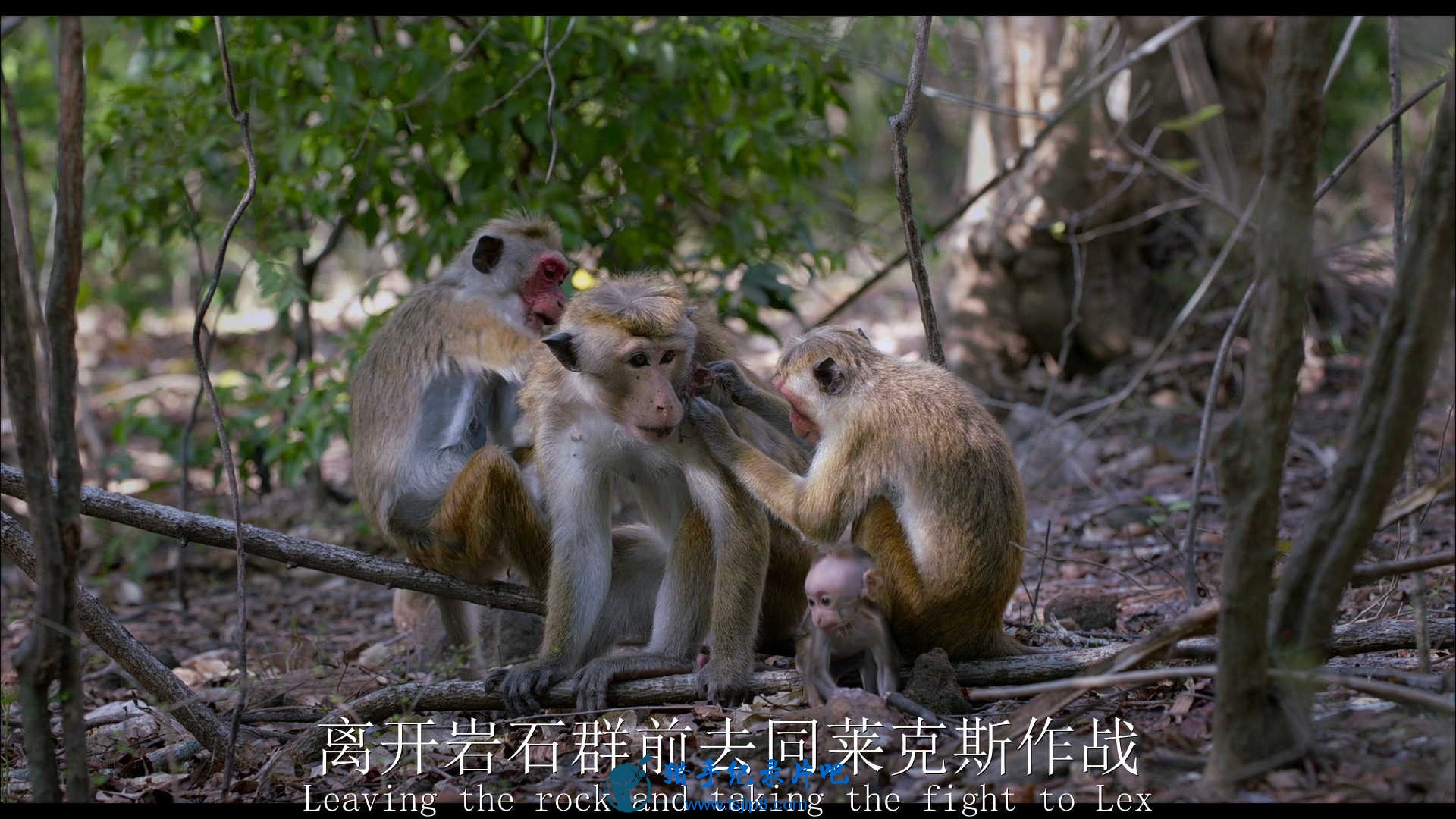 Monkey.Kingdom.2015.Bluray.1080p.DTS-HD.x264-Grym.mkv_20200709_081814.837_ͼ.jpg