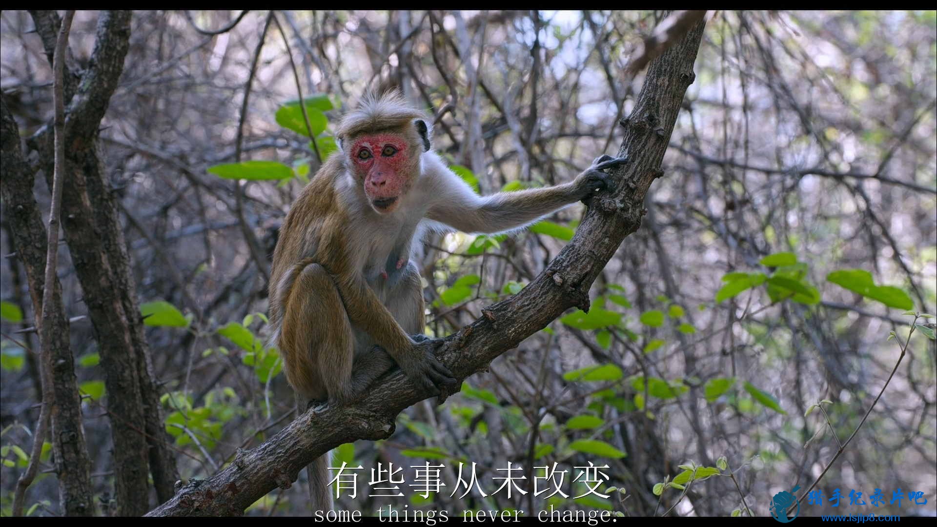 Monkey.Kingdom.2015.Bluray.1080p.DTS-HD.x264-Grym.mkv_20200709_081829.829_ͼ.jpg