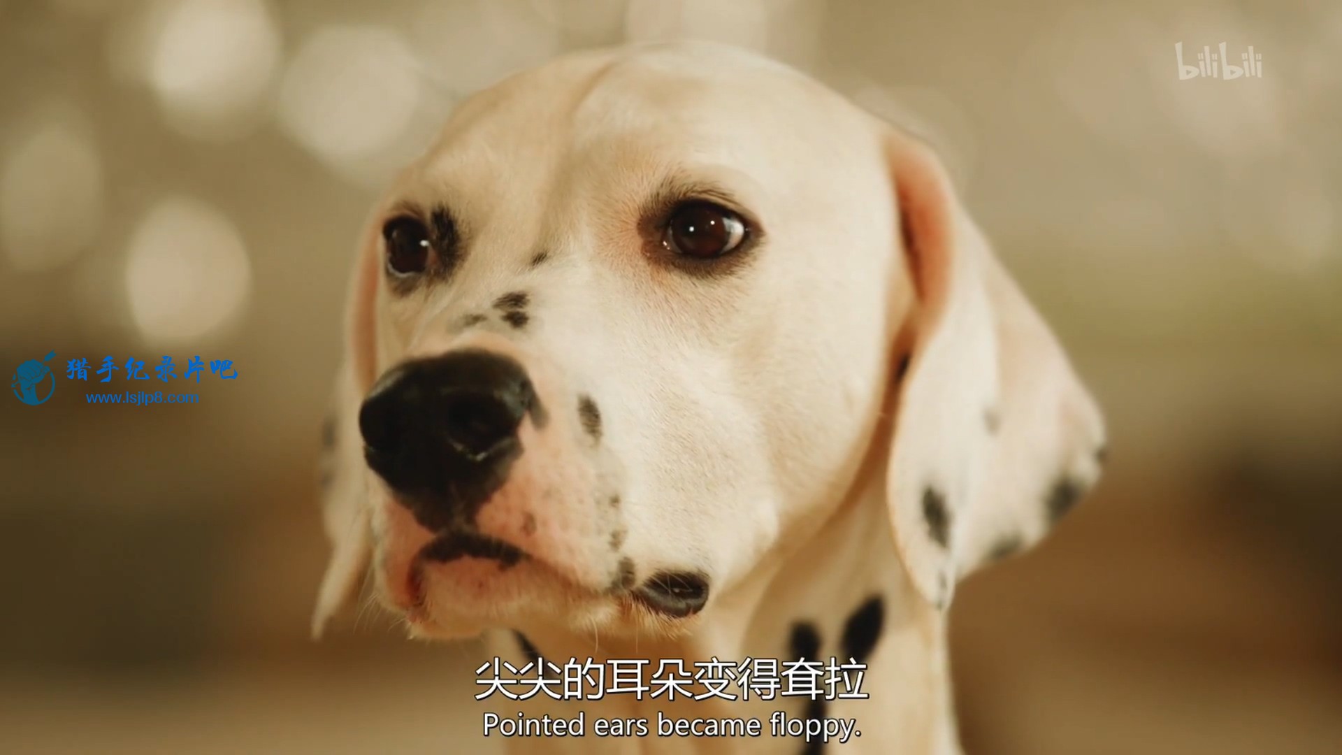 神奇的犬科家族Dogs(2016)：惊艳不俗的种群：第1集 人类挚友(国英双语).左眼看花.mkv_.jpg