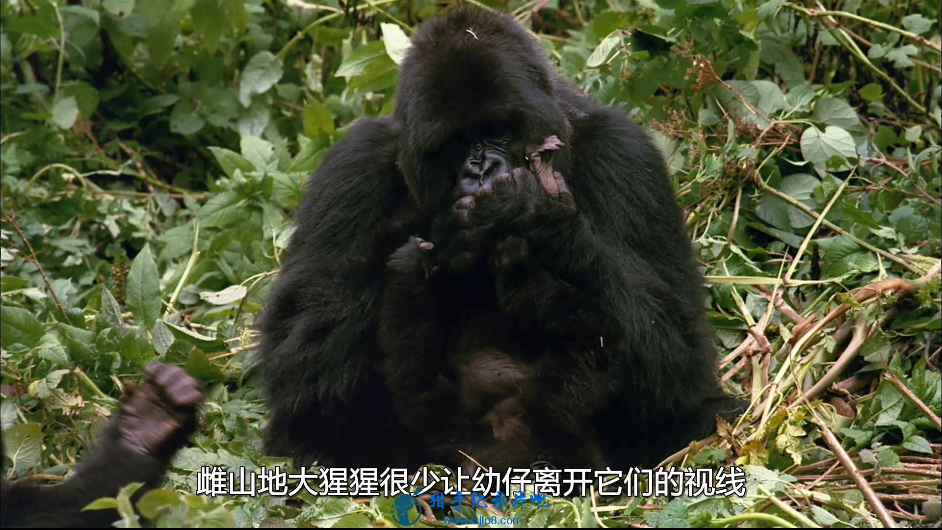 IMAX.Mountain.Gorilla.ɽش.HDTV.H264.1080P.DualAudio.F@Silu.disk1.ts_20200.jpg