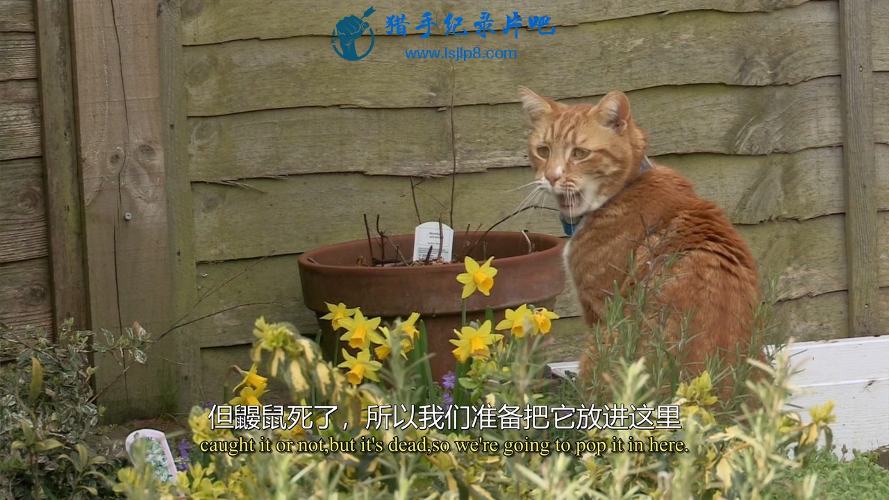 BBC.Horizon.2013.The.Secret.Life.of.the.Cat.720p.HDTV.x264.AAC.MVGroup.org.mkv_2.jpg