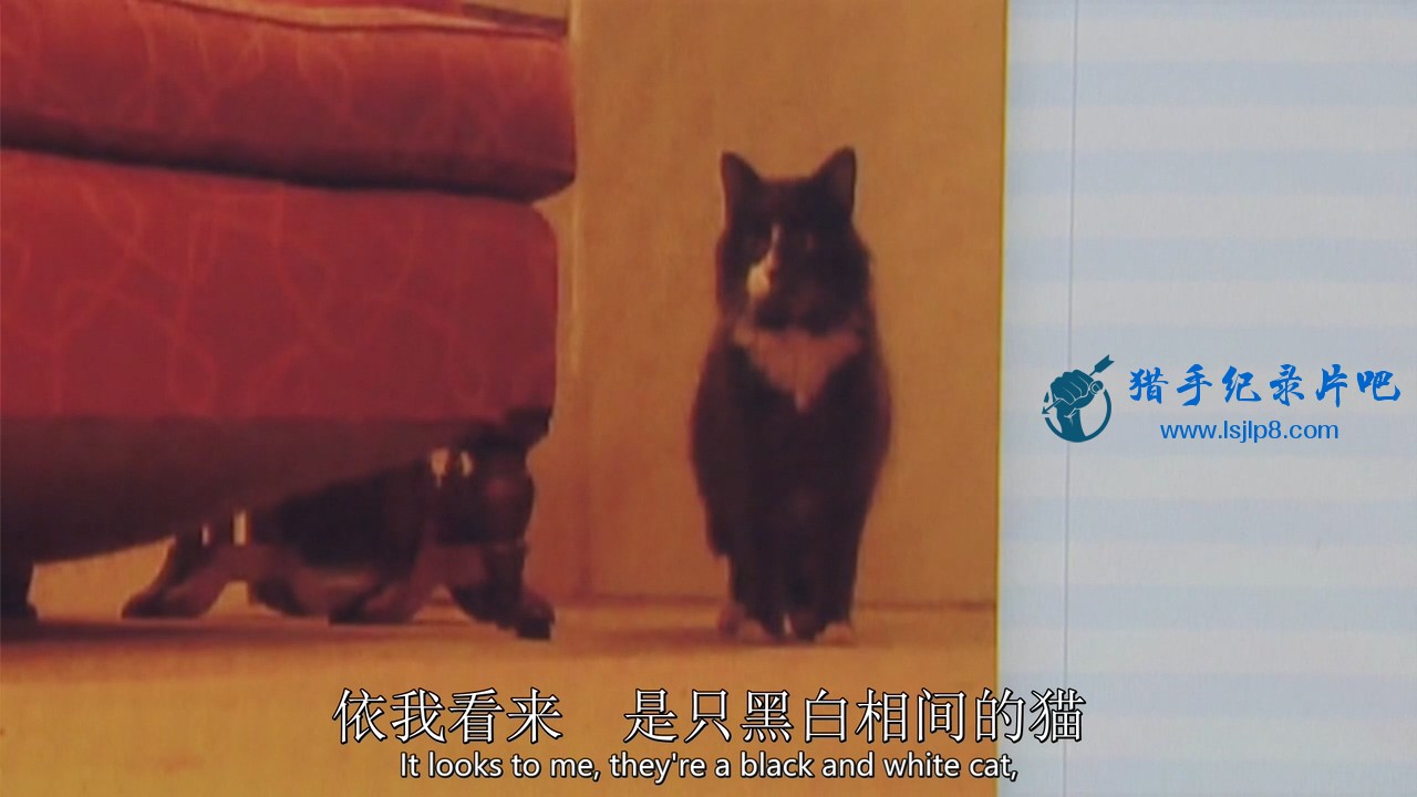 BBC.Horizon.2013.Little.Cat.Diaries.720p.HDTV.x264.AAC.MVGroup.org(EDOYES.COM).m.jpg