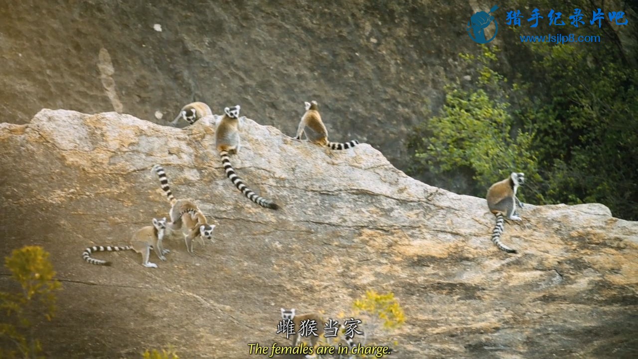 [˹ӣ֮].Island.Of.Lemurs.Madagascar.2014.BluRay.720p.x264.AC3-CMC.jpg