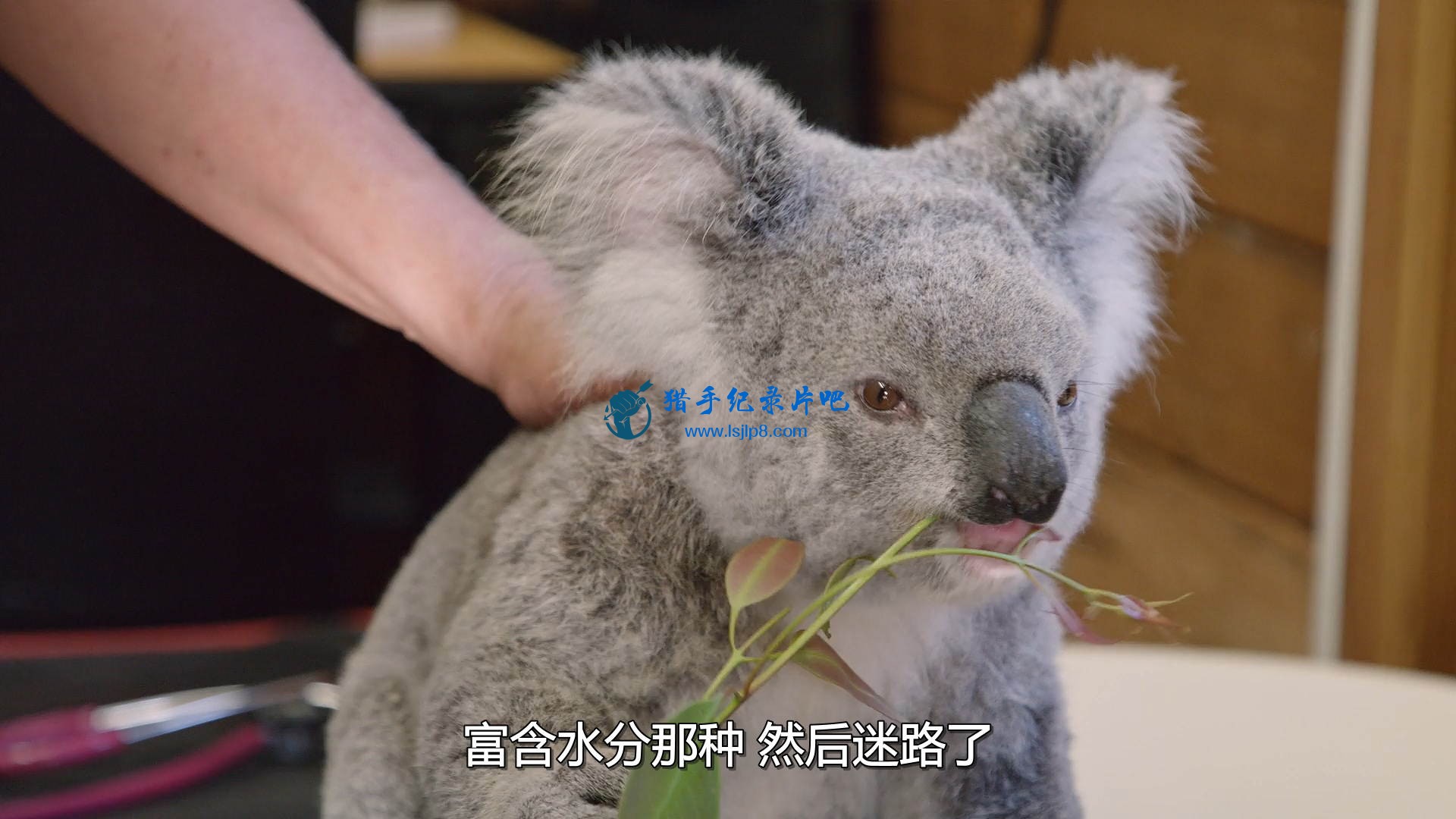 Izzys.Koala.World.S01E01.Rosies.Rescue.1080p.NF.WEB-DL.DDP5.1.H.264-NTb.mkv_2020.jpg