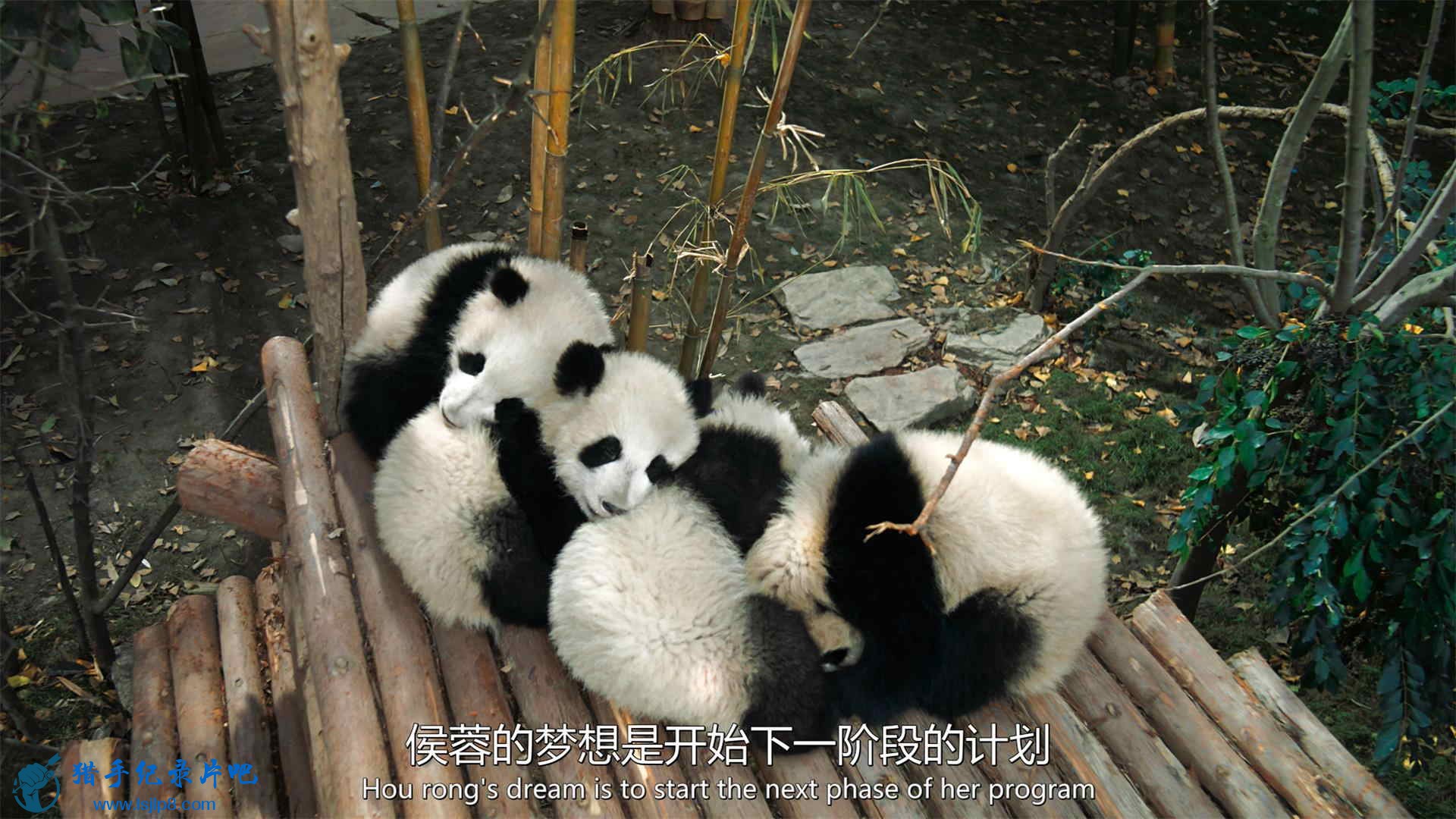 Pandas.2018.DOCU.2160p.UHD.BluRay.x265.10bit.HDR.DTS-HD.MA.5.1-SWTYBLZ.mkv_20200.jpg