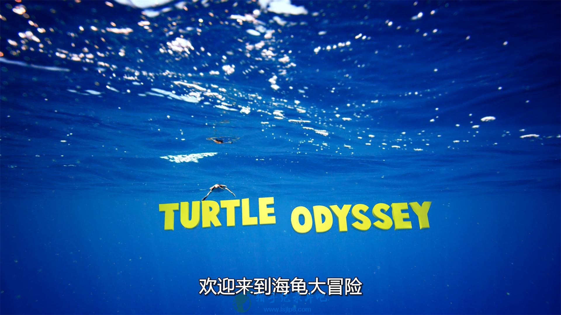 Turtle.Odyssey.2018.2160p.UHD.BluRay.x265-AAAUHD.mkv_20200930_200528.477(1).jpg