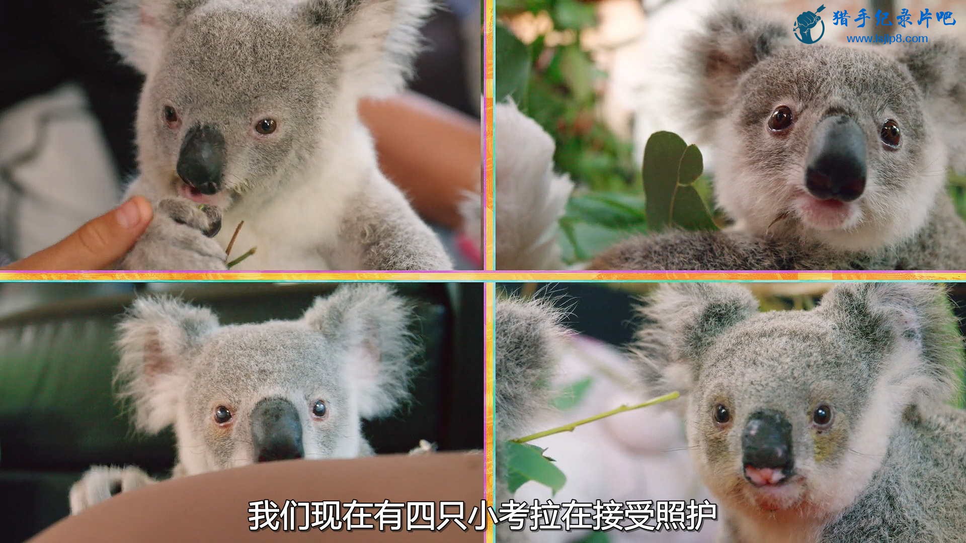 Izzys.Koala.World.S02E01.Baby.Koalas.1080p.NF.WEB-DL.DDP5.1.x264-MRCS (2).jpg
