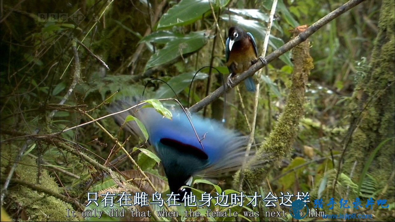 BBC.Natural.World.2010.Birds.of.Paradise.HDTV.x264.AC3.MVGroup.org.mkv_20210725_.jpg