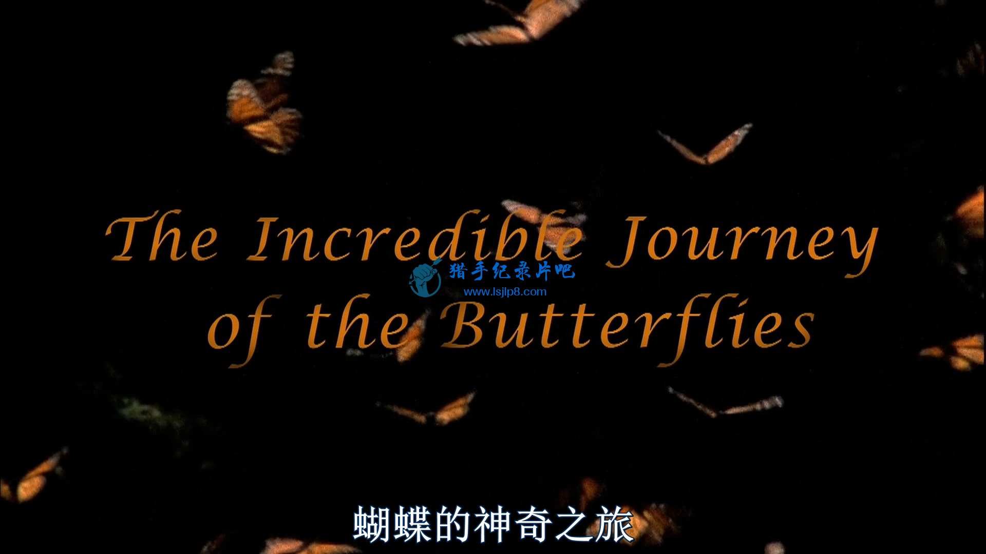 Incredible.Journey.of.the.Butterflies.2009.Bluray.1080p.AC3.x264-CHD.mkv_2021100.jpg