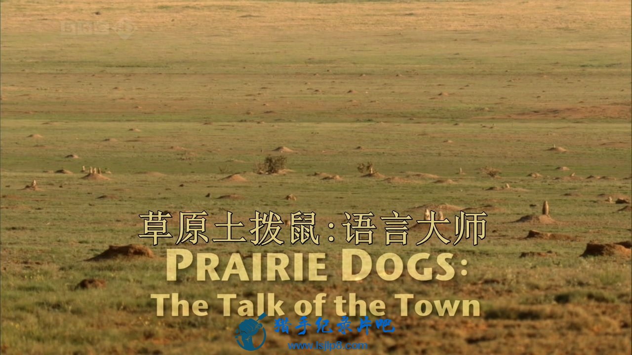BBC.Natural.World.2010.Prairie.Dogs.Talk.Of.The.Town.HDTV.x264.AC3.MVgroup.org.jpg