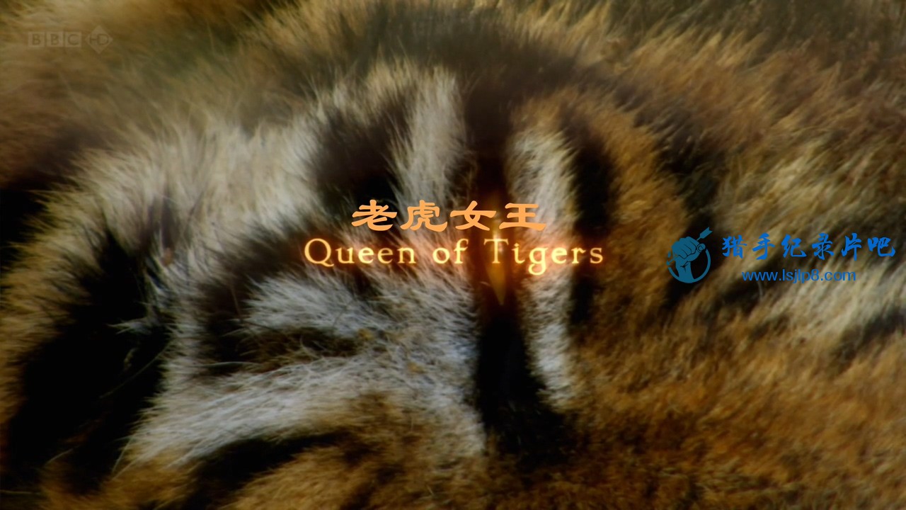 BBC.Natural.World.2012.Queen.of.Tigers.720p.HDTV.x264.AAC.MVGroup.org.mkv_202111.jpg