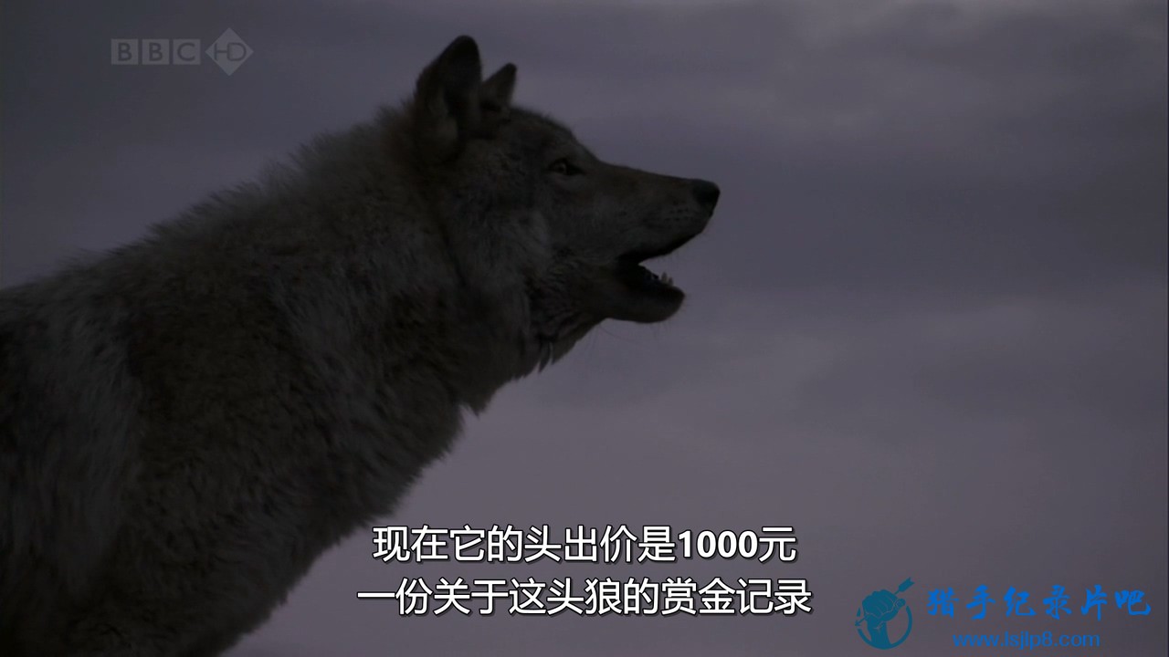 BBC.Natural.World.2008.Lobo.The.Wolve.that.Changed.America.HDTV.x264.720p.AC3.MV.jpg