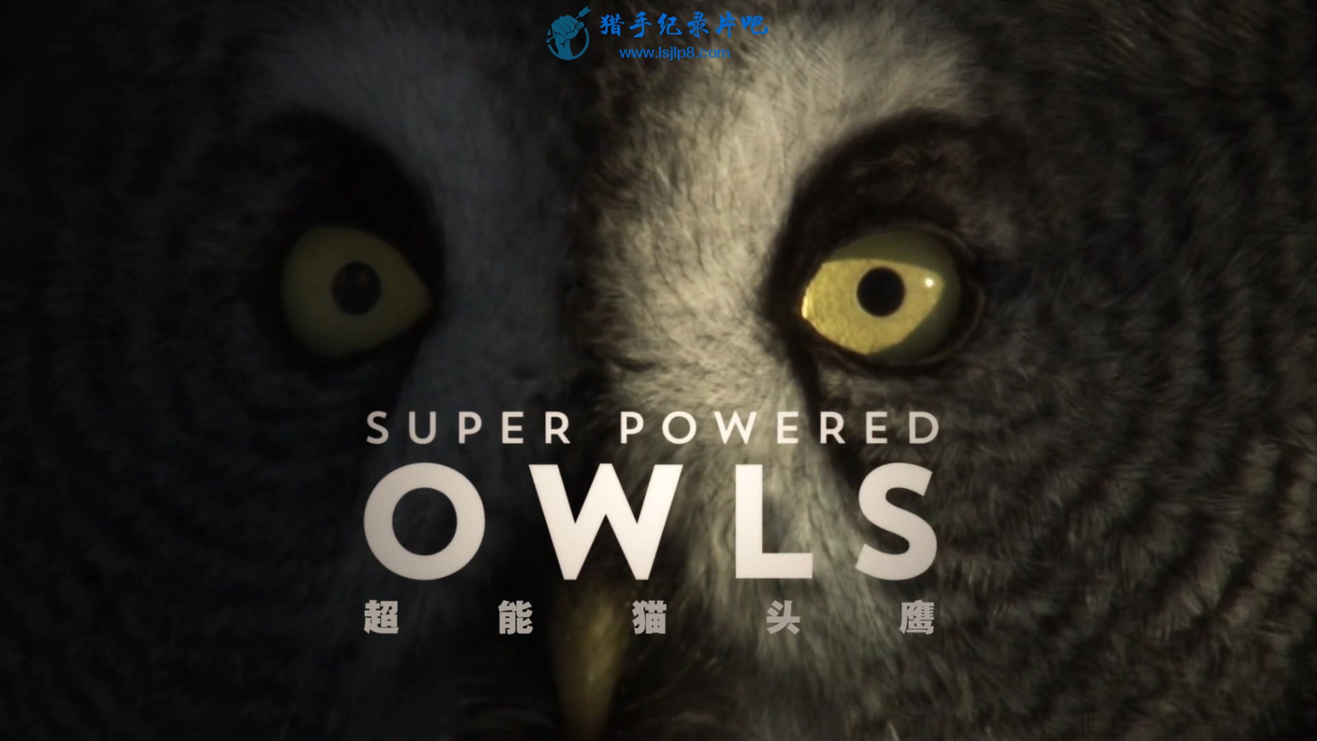 BBC.Natural.World.2015.Super.Powered.Owls.1080p.HDTV.x264.AAC.MVGroup.org.jpg