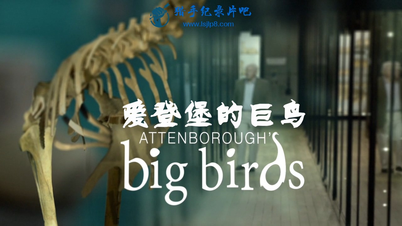 BBC.Natural.World.2015.Attenboroughs.Big.Birds.720p.HDTV.x264.AAC.MVGroup.org.mk.jpg