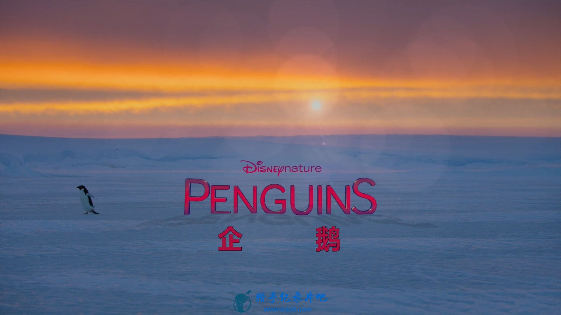Penguins.2019.1080p.AMZN.WEB-DL.DDP5.1.H.264-NDy.jpg