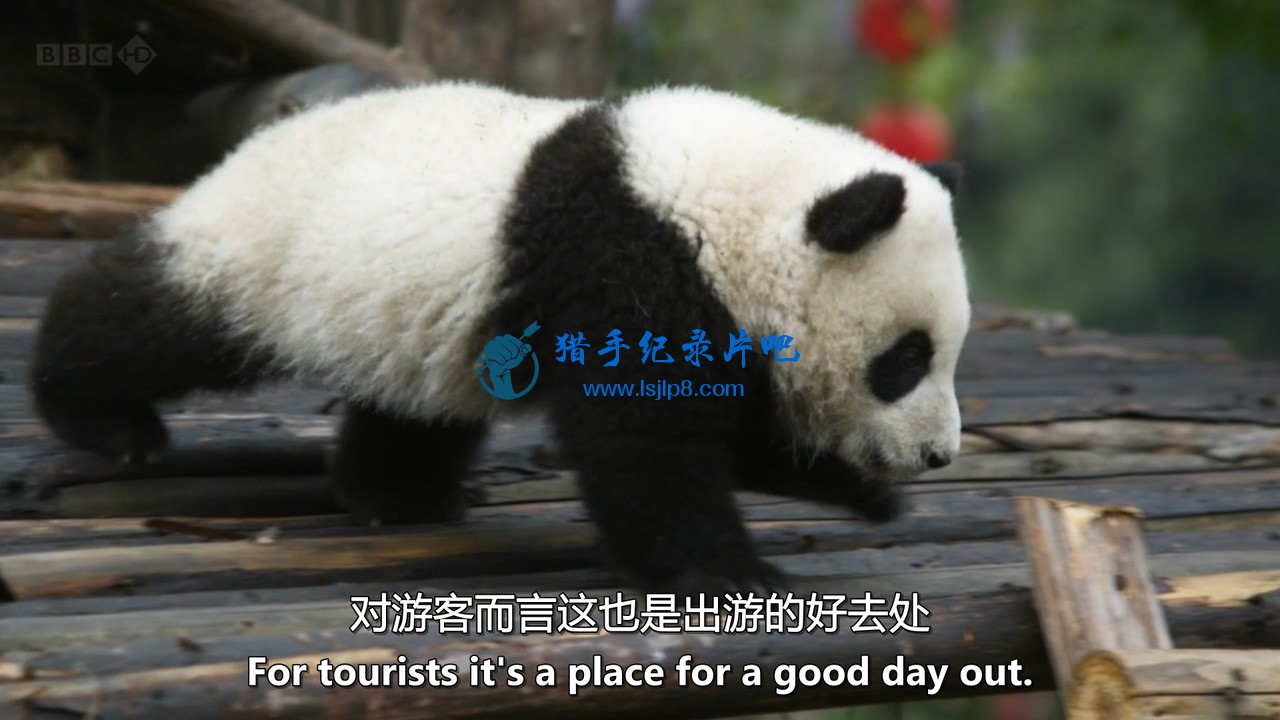 BBC.Natural.World.2010.Panda.Makers.HDTV.x264.AC3.MVGroup.org.mkv_20211122_163153.033.jpg
