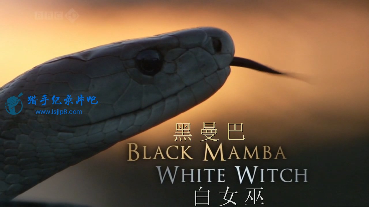 BBC.Natural.World.s29e04.Black.Mamba,White.Witch.2009.HDTV.720p.x264.AC3.mkv_202.jpg