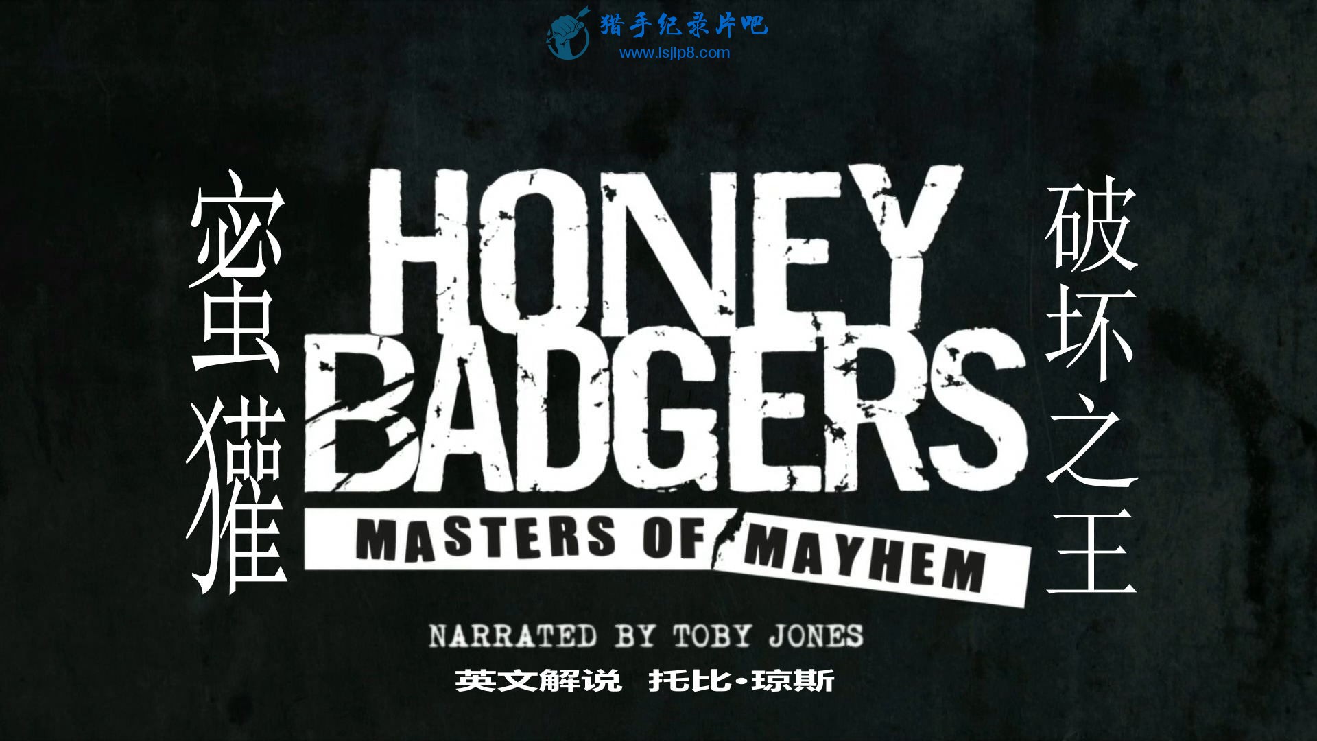 Natural.World.S34E02.Honey.Badgers.Masters.of.Mayhem.1080i.HDTV.H264.DD2.0-CtrlHD.jpg