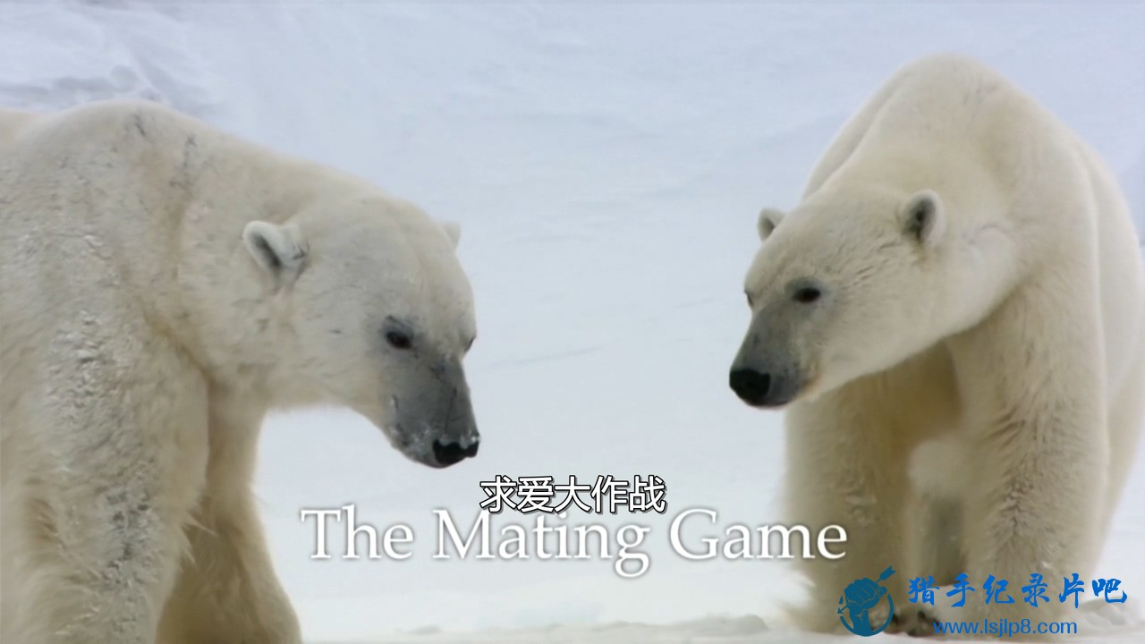 BBC.Natural.World.2013.The.Mating.Game.720p.HDTV.x264.AAC.MVGroup.org.mkv_202111.jpg