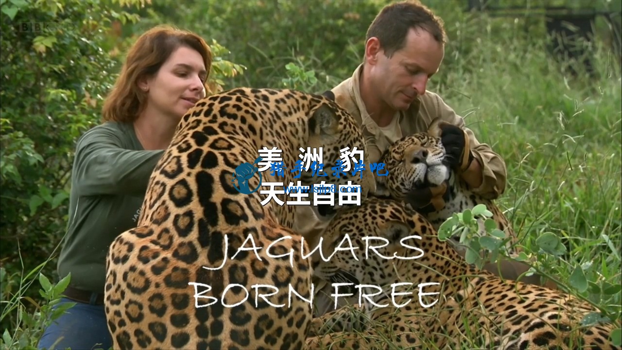 BBC.Natural.World.2013.Jaguars.Born.Free.720p.HDTV.x264.AAC.MVGroup.org.mkv_2021.jpg