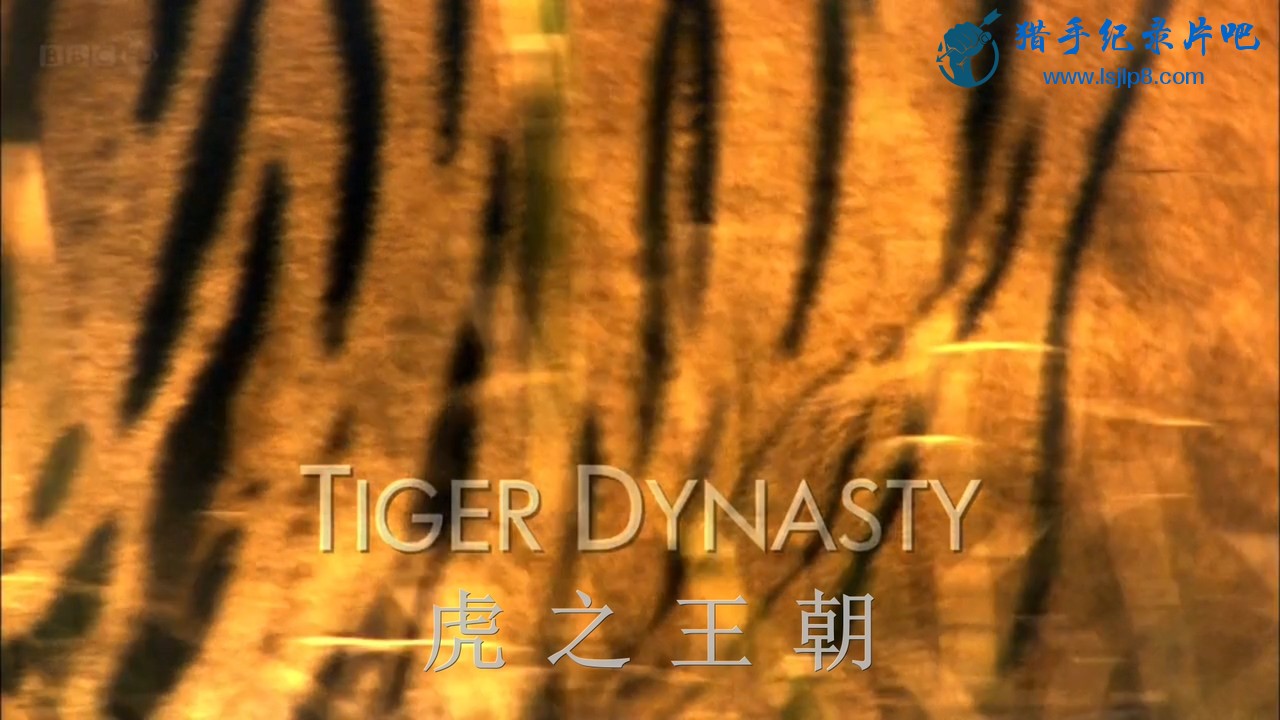 BBC.Natural.World.2012.Tiger.Dynasty.HDTV.x264.AAC.MVGroup.org.mkv_20211203_214401.910.jpg