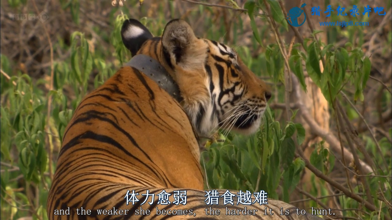 BBC.Natural.World.2012.Tiger.Dynasty.HDTV.x264.AAC.MVGroup.org.mkv_20211203_214425.293.jpg