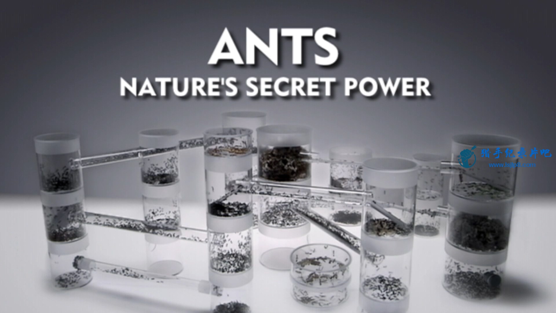 Ants.-.Natures.Secret.Power.(2004).1080p.WEB-DL.BLUEBIRD.mkv_20211203_220630.095.jpg